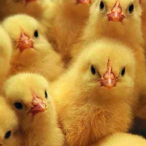 Day-old-chicks-1.webp
